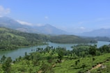 A scenic landscape featuring a lush green tea plantation in the foreground, with a calm river winding through the landscape. Dense forests blanket the rolling hills and tall mountains rise in the distance under a clear blue sky.