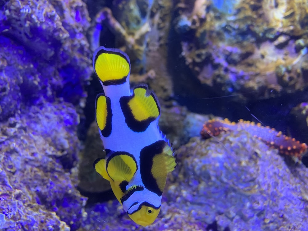 a blue and yellow clown fish in an aquarium