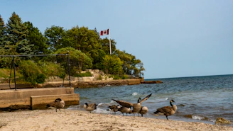 A group of geese is gathered near the shoreline of a beach. In the background, there is a forested area with lush green trees and a Canadian flag on a flagpole. The water appears slightly wavy and there are concrete structures to the left.