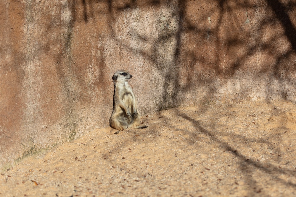 a meerkat sitting on the ground in front of a rock wall