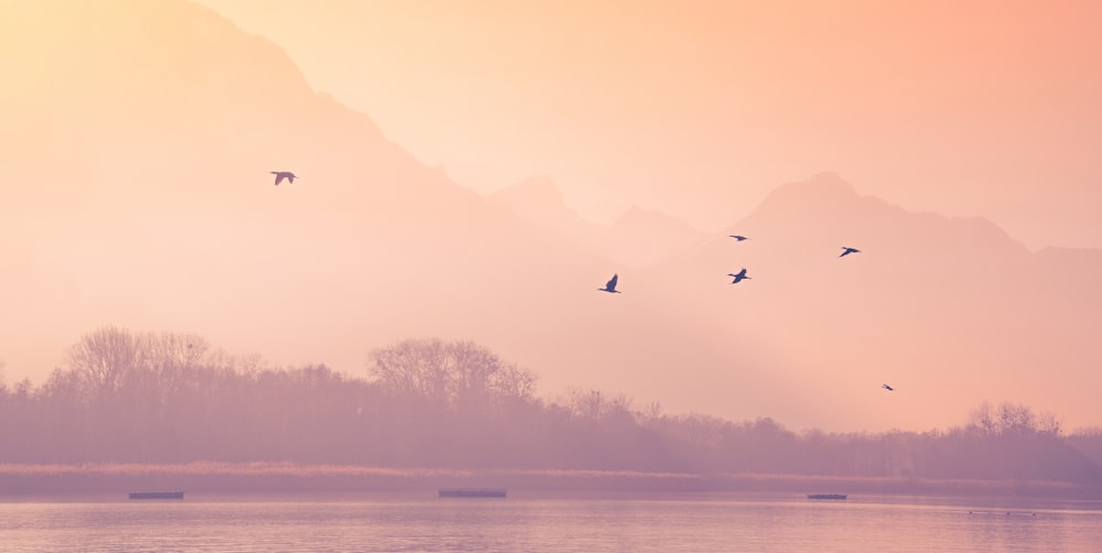 a flock of birds flying over a body of water