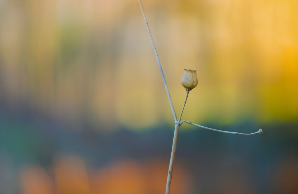 a single flower bud on a twig