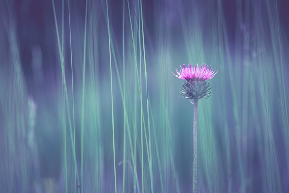 a purple flower in a field of tall grass