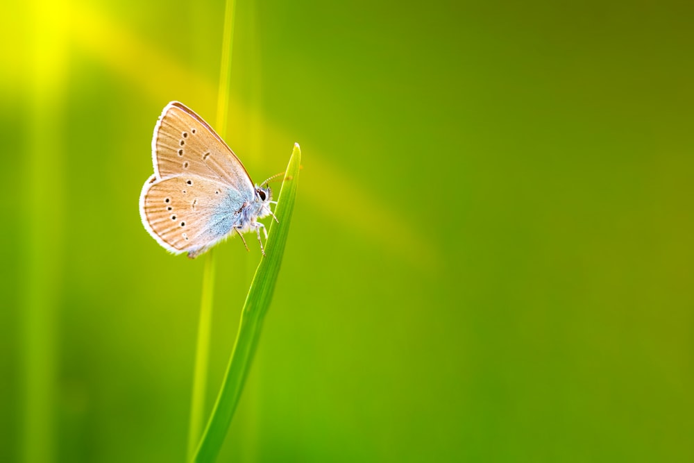 a butterfly sitting on a blade of grass
