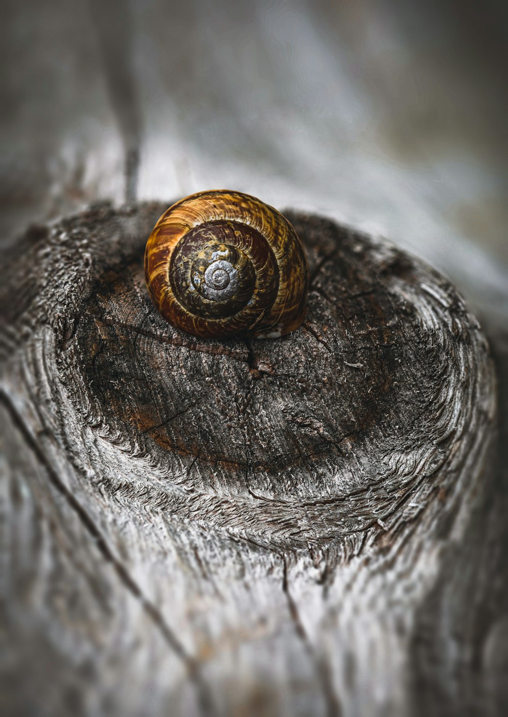 a snail that is sitting on a piece of wood