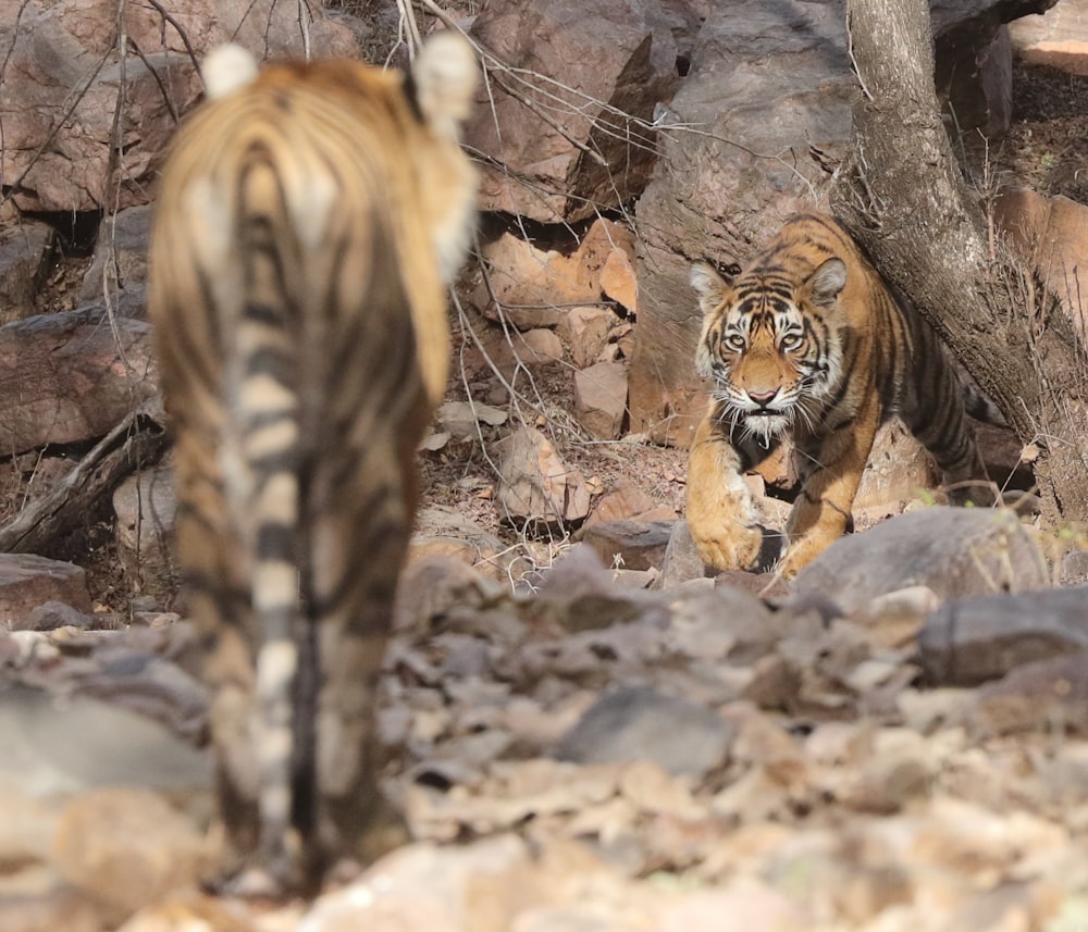 a couple of zebras walking through a rocky area