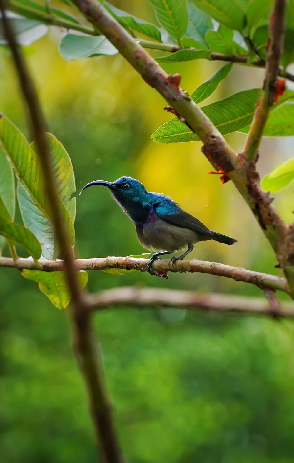 a small bird sitting on a branch of a tree