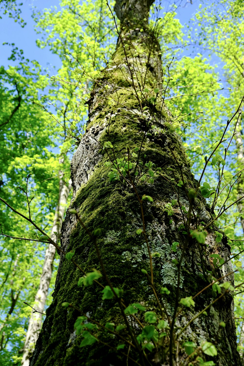 a tall tree in the middle of a forest