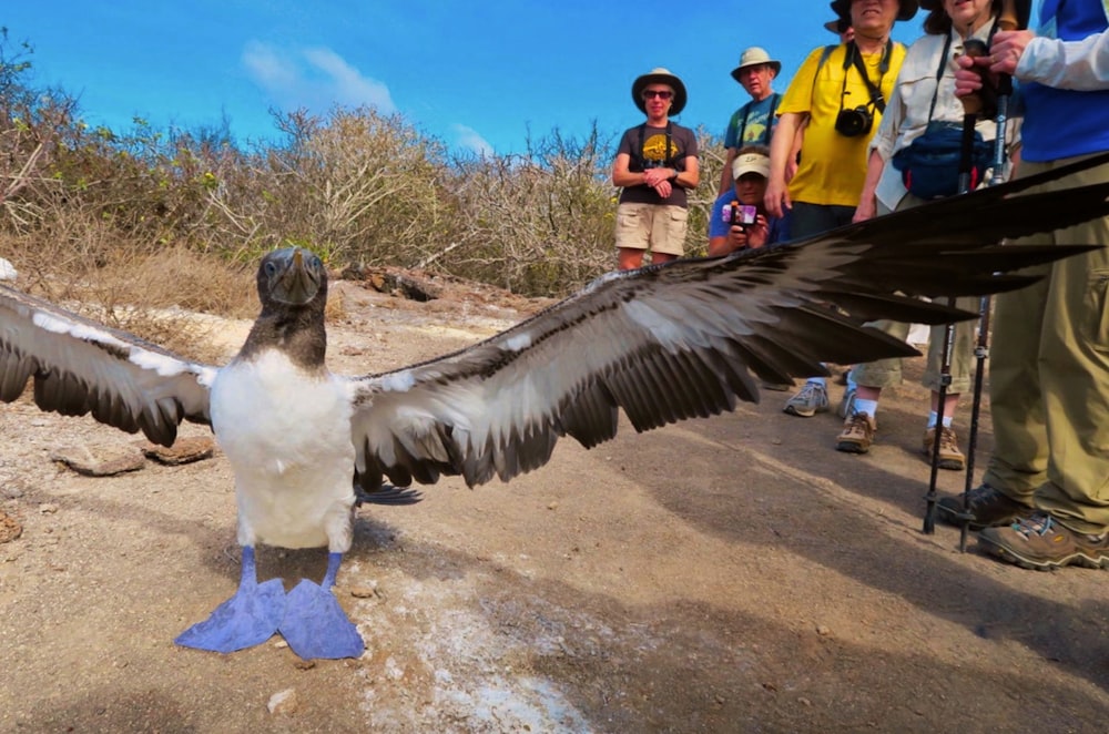 un oiseau qui se tient sur un sol en terre battue