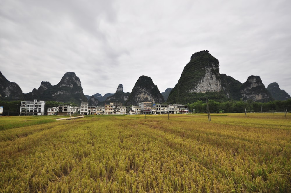 a large field of grass with mountains in the background