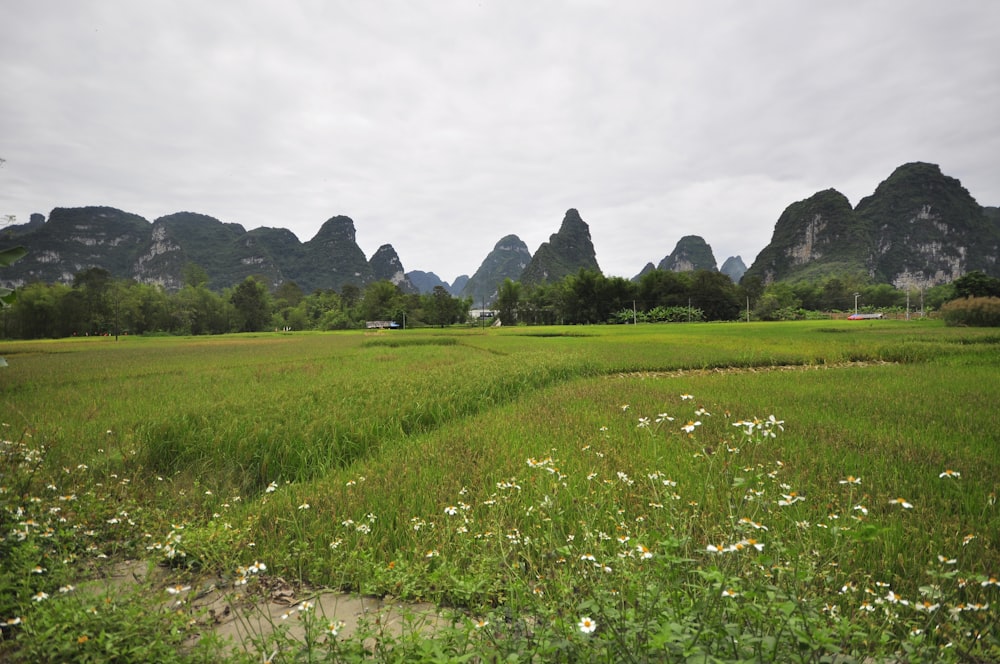 a grassy field with mountains in the background