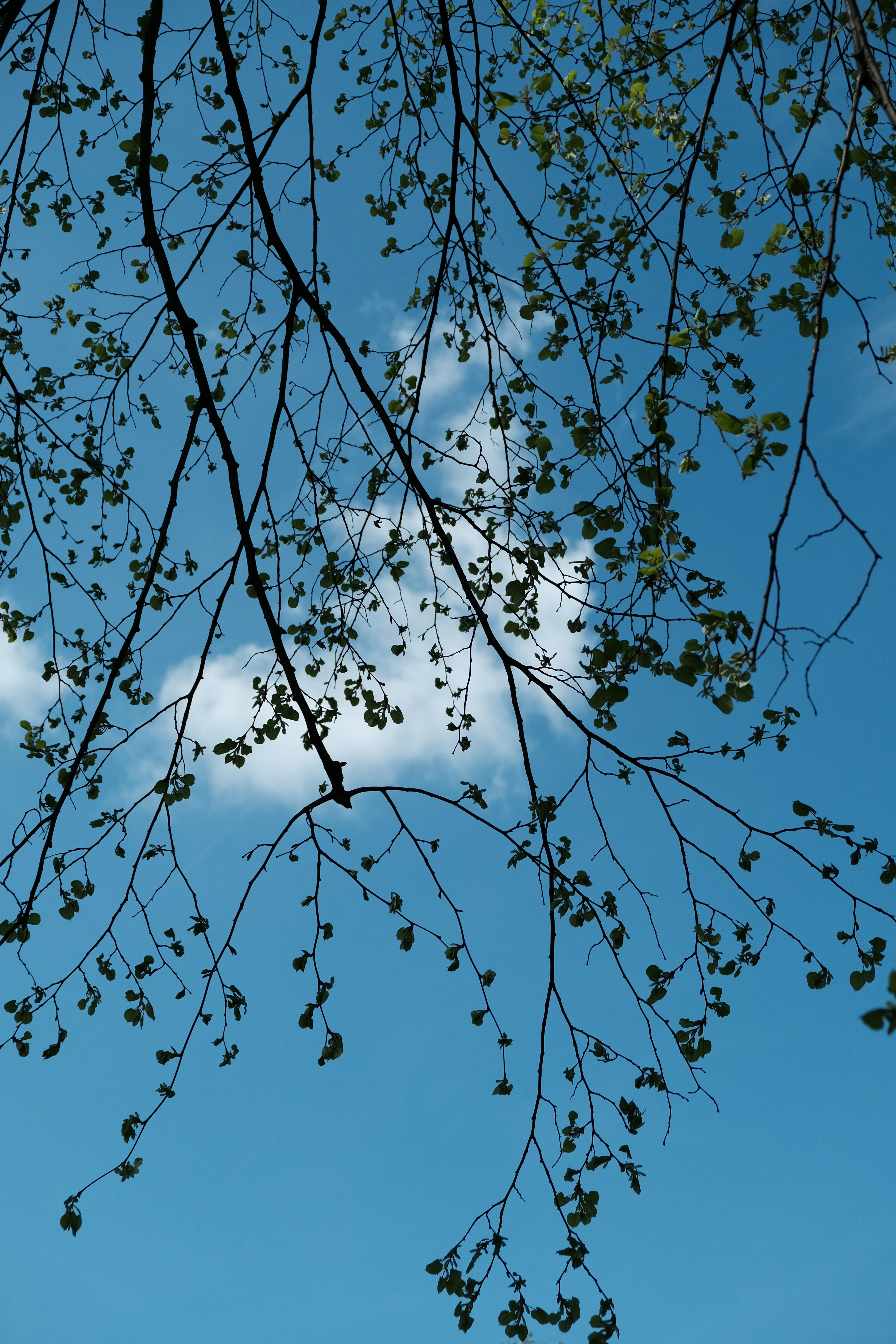 Photo by peter_heymans