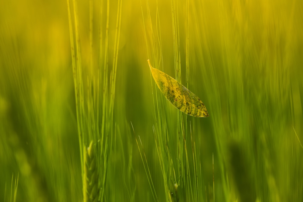 a leaf in the middle of a field of grass
