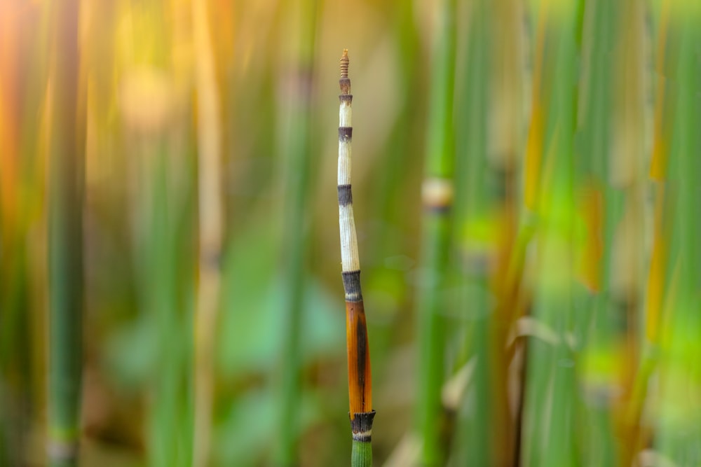 a close up of a bamboo plant with a blurry background