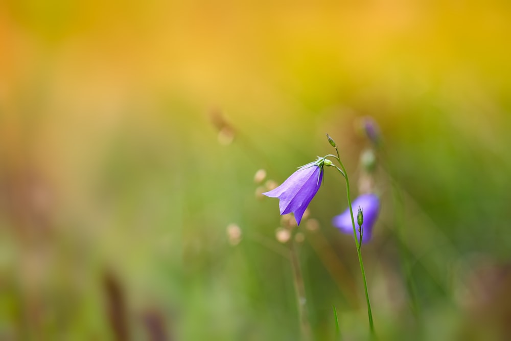 a close up of a purple flower in a field