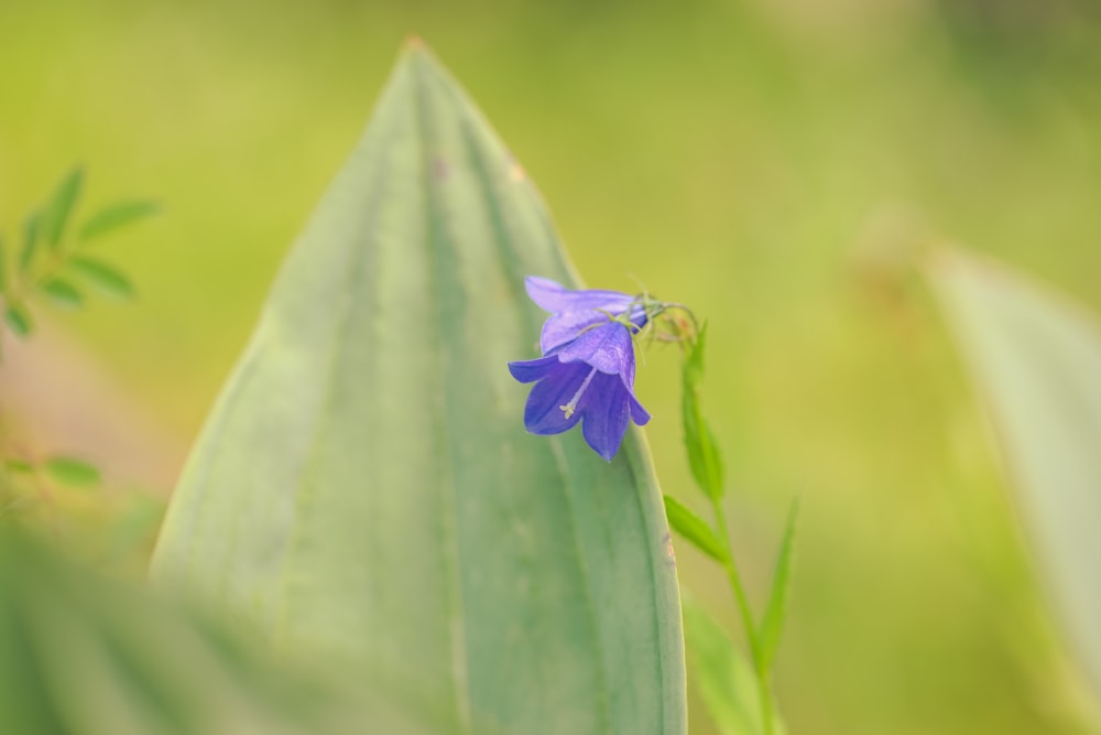 a small blue flower sitting on top of a green leaf