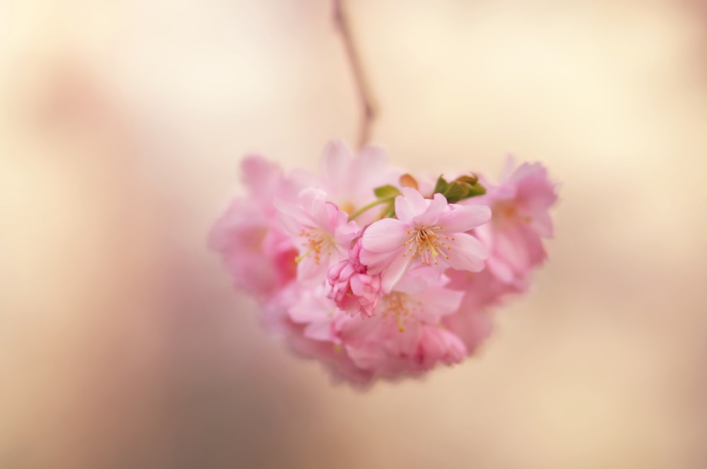 a close up of a pink flower on a branch