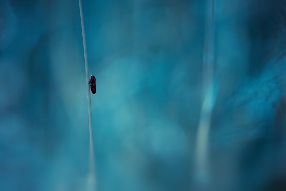 a bug that is sitting on the side of a pole