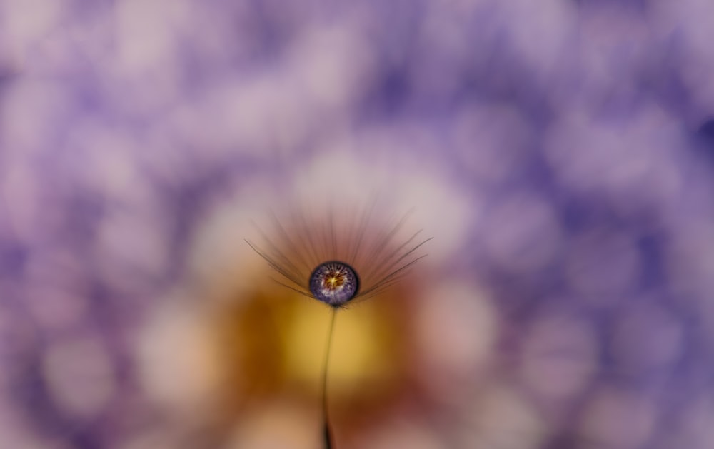 a close up of a dandelion with a blurry background