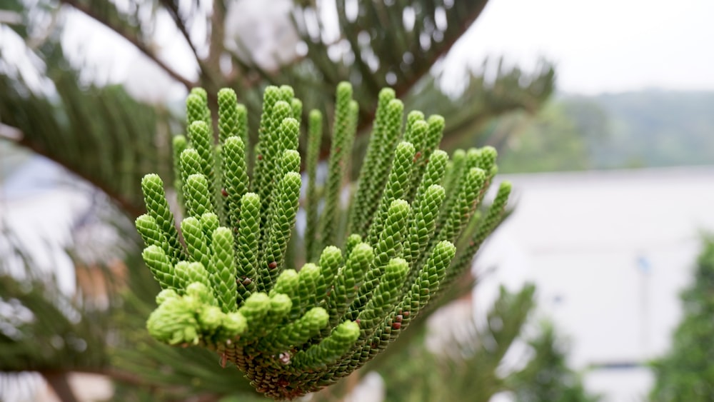 a close up of a pine tree with a lake in the background