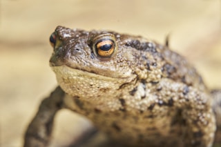 portrait of a toad