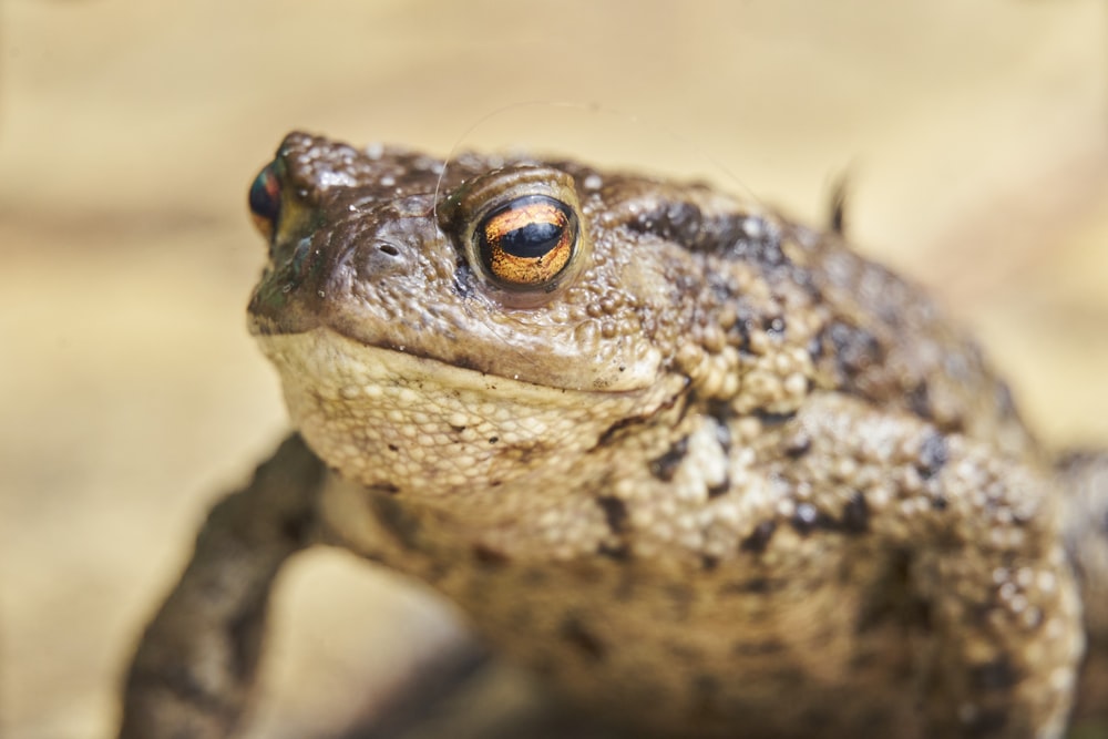 a close up of a frog with a blurry background