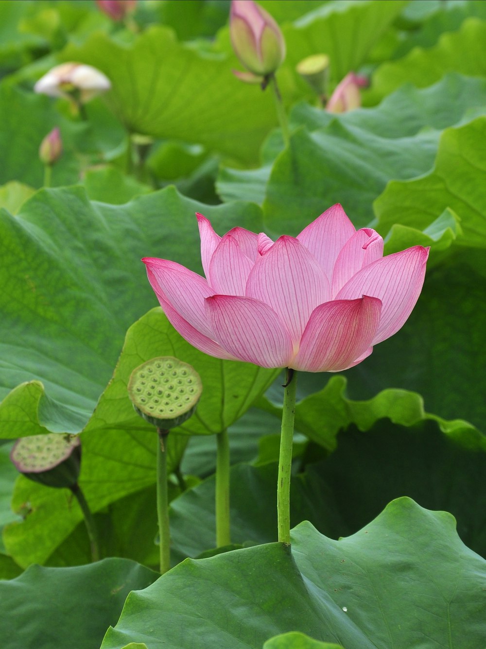 a pink lotus flower in the middle of a field of green leaves