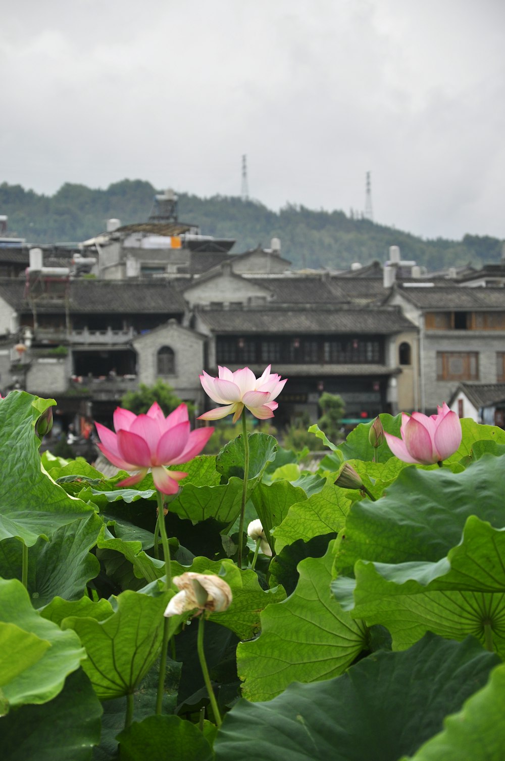 pink lotus flowers blooming in front of a building