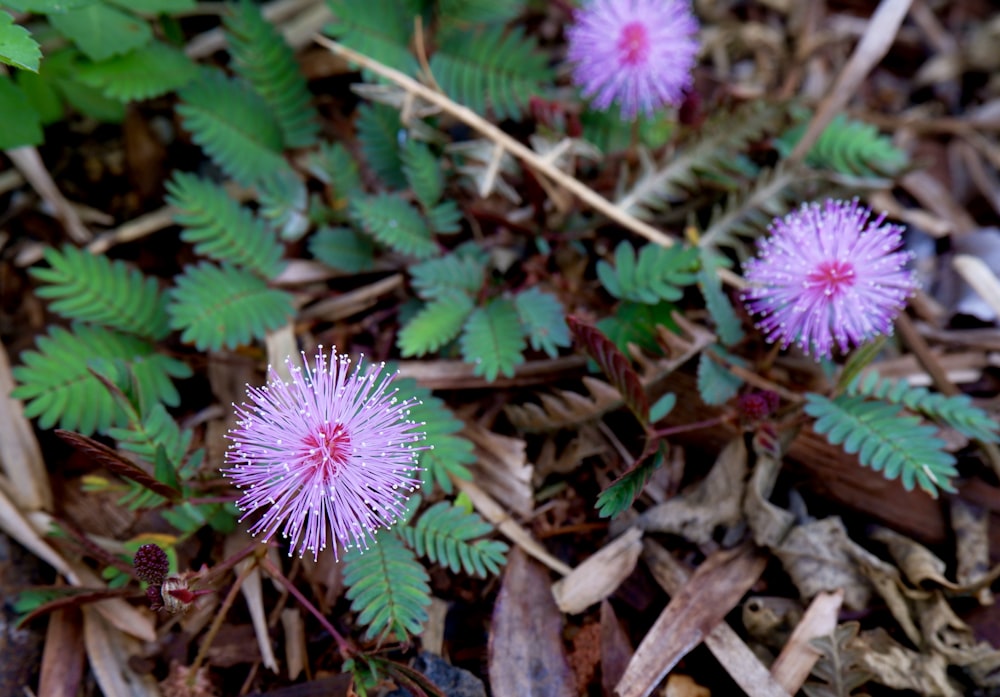 a close up of a flower on the ground