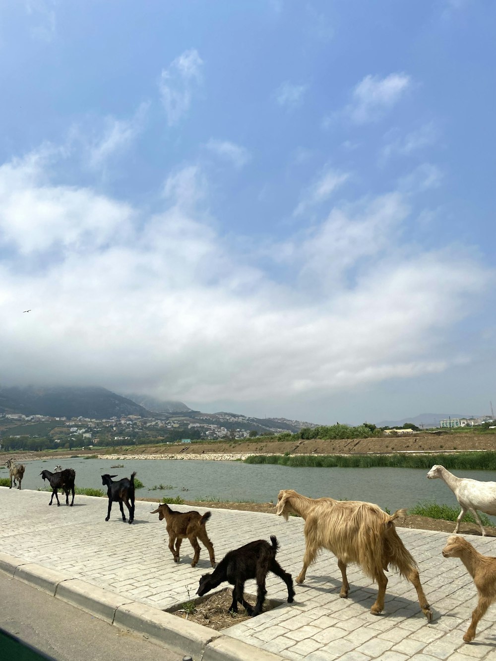 a herd of goats walking across a stone walkway