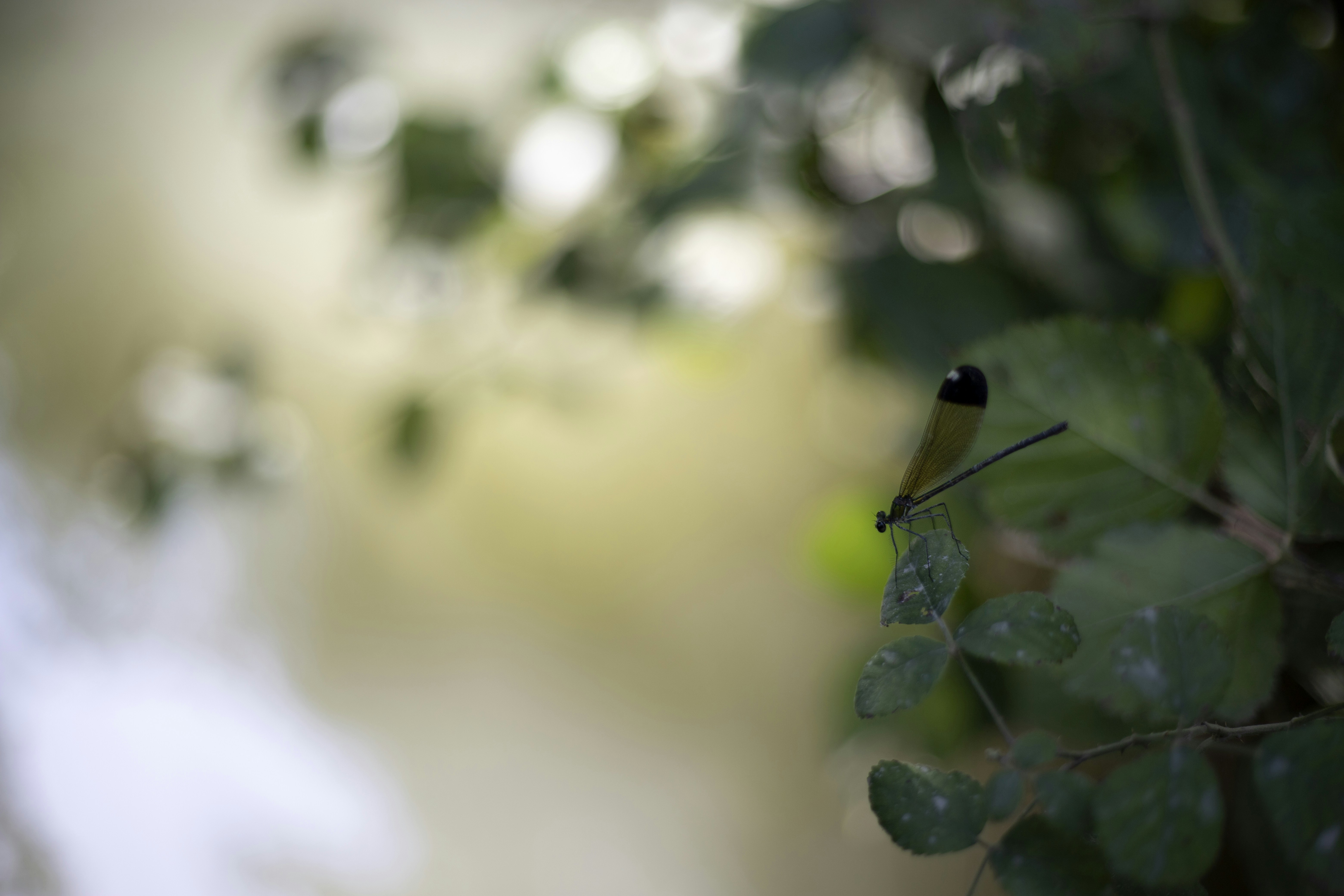 Photo by nahalkavand
