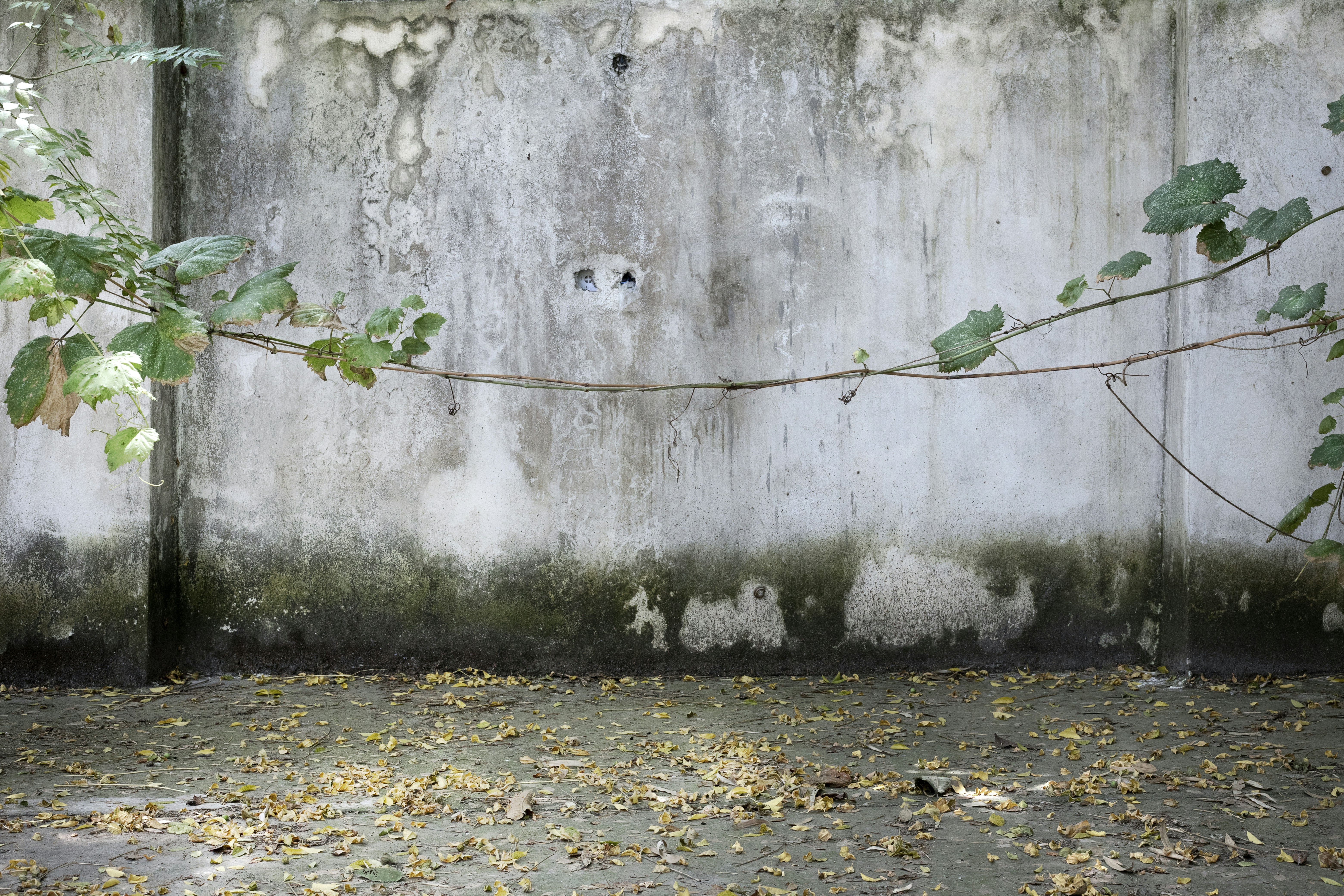 Photo by nahalkavand