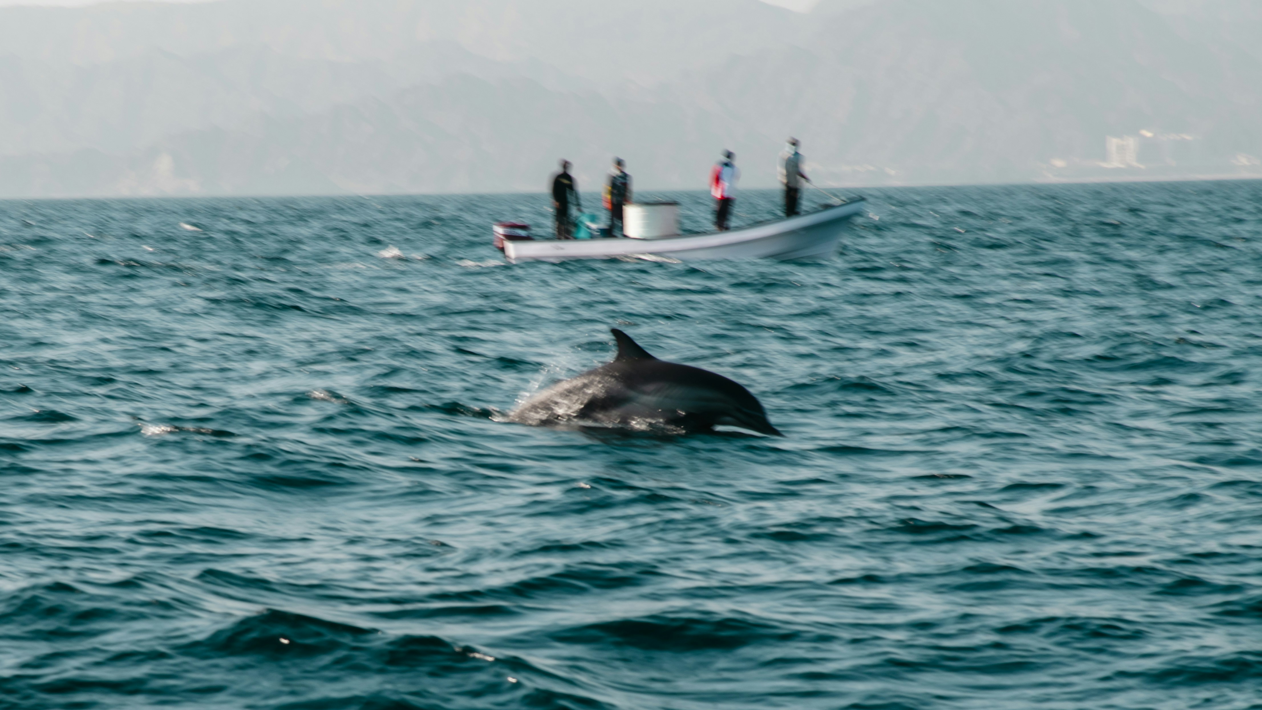 a dolphin swimming in the ocean with a boat in the background