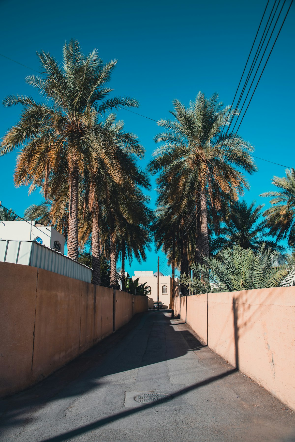 A street lined with palm trees on a sunny day