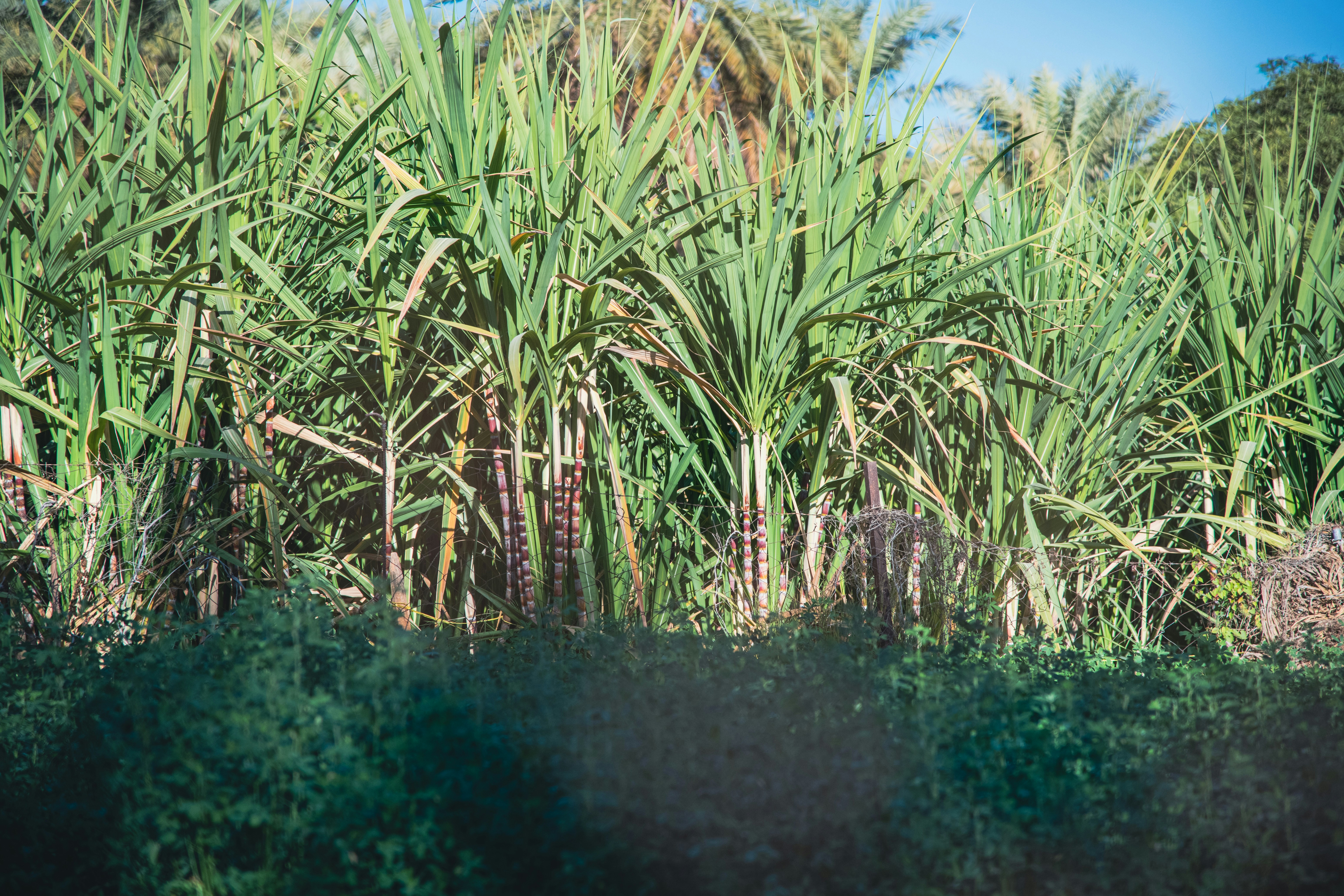 an ancient sugarcane field