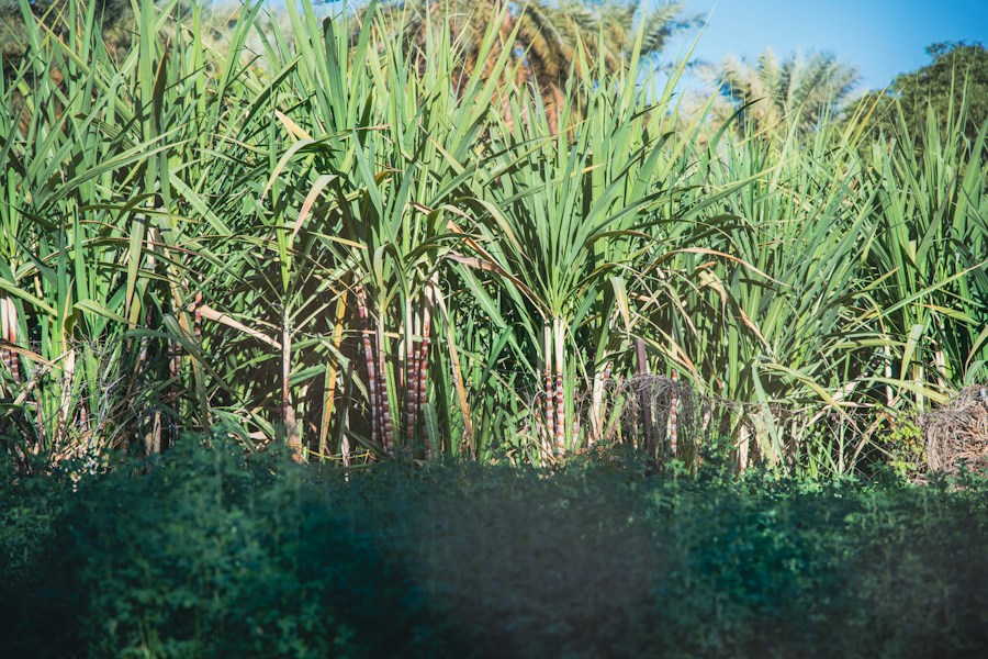 Countries That Produce the Most Sugar: Ranked