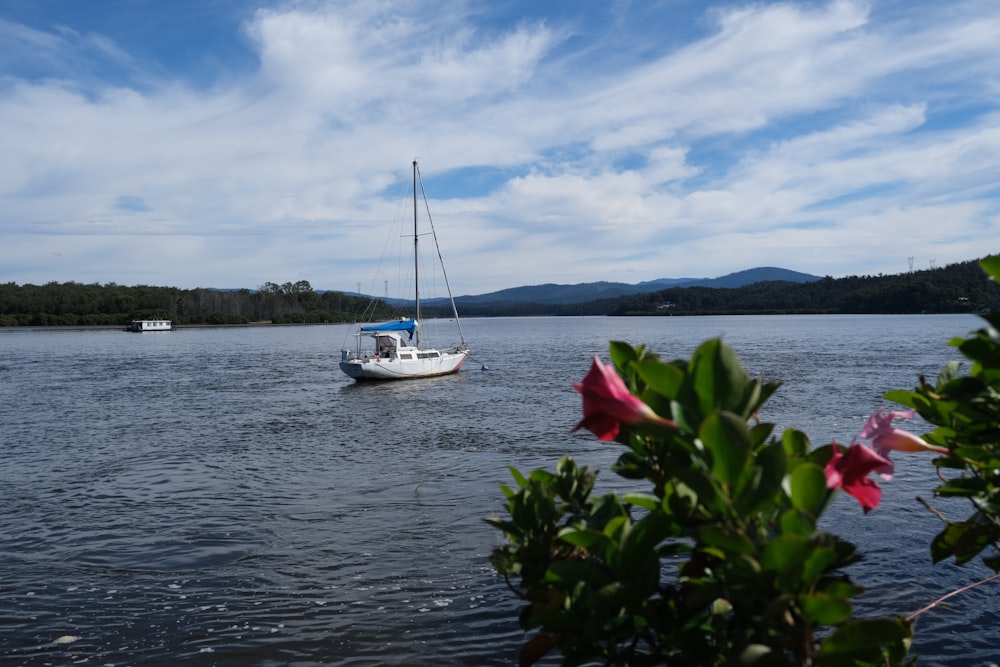 a sailboat on the water with a pink flower in the foreground