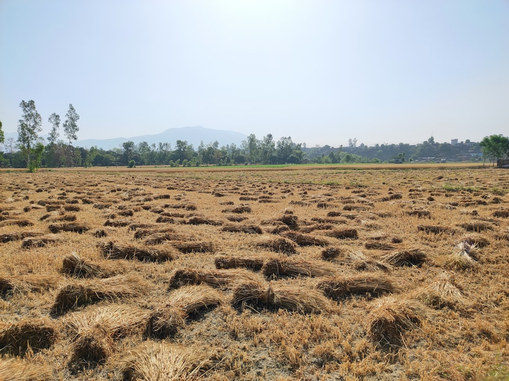 a large field of hay with trees in the background
