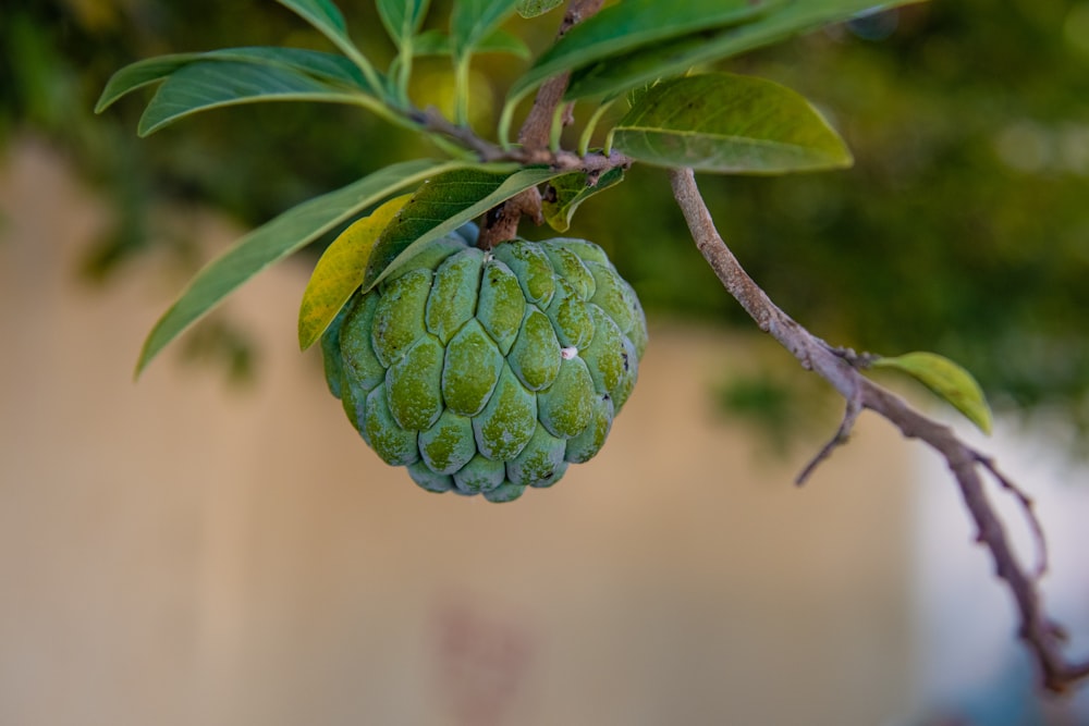 a green fruit hanging from a tree branch