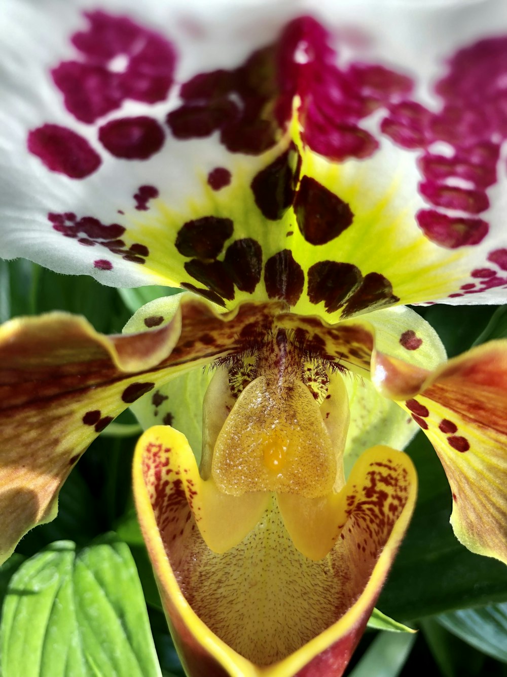 a close up of a flower with leaves in the background