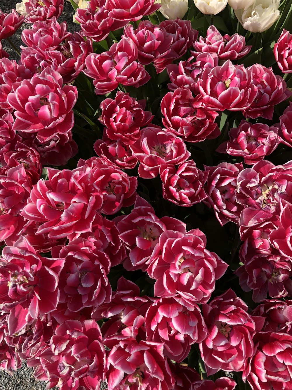 a bunch of pink and white flowers in a garden