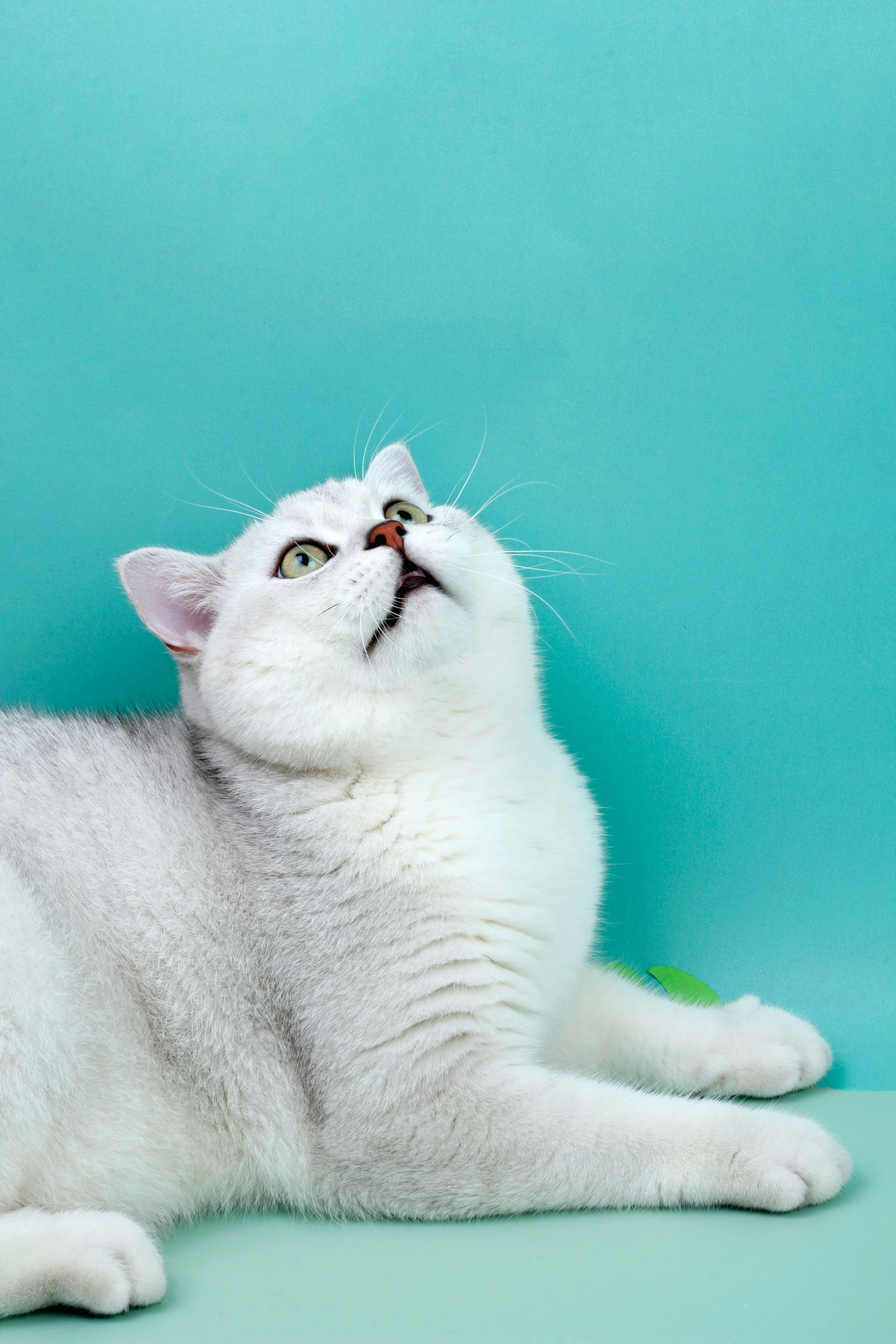 Photo by linkerdesign