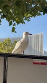 A seagull is perched on a metal surface, with a sign indicating 'Main Distribution Section - Authorised Personnel Only'. The bird is positioned against a backdrop of green leaves and a modern building with white and gray panels. The sky is clear, allowing sunlight to brighten the scene.