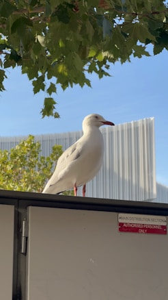 A seagull is perched on a metal surface, with a sign indicating 'Main Distribution Section - Authorised Personnel Only'. The bird is positioned against a backdrop of green leaves and a modern building with white and gray panels. The sky is clear, allowing sunlight to brighten the scene.