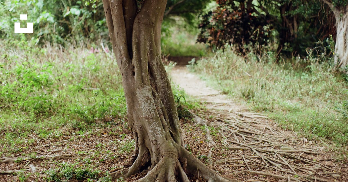 A tree with a very large root on the side of a dirt road photo – Free ...