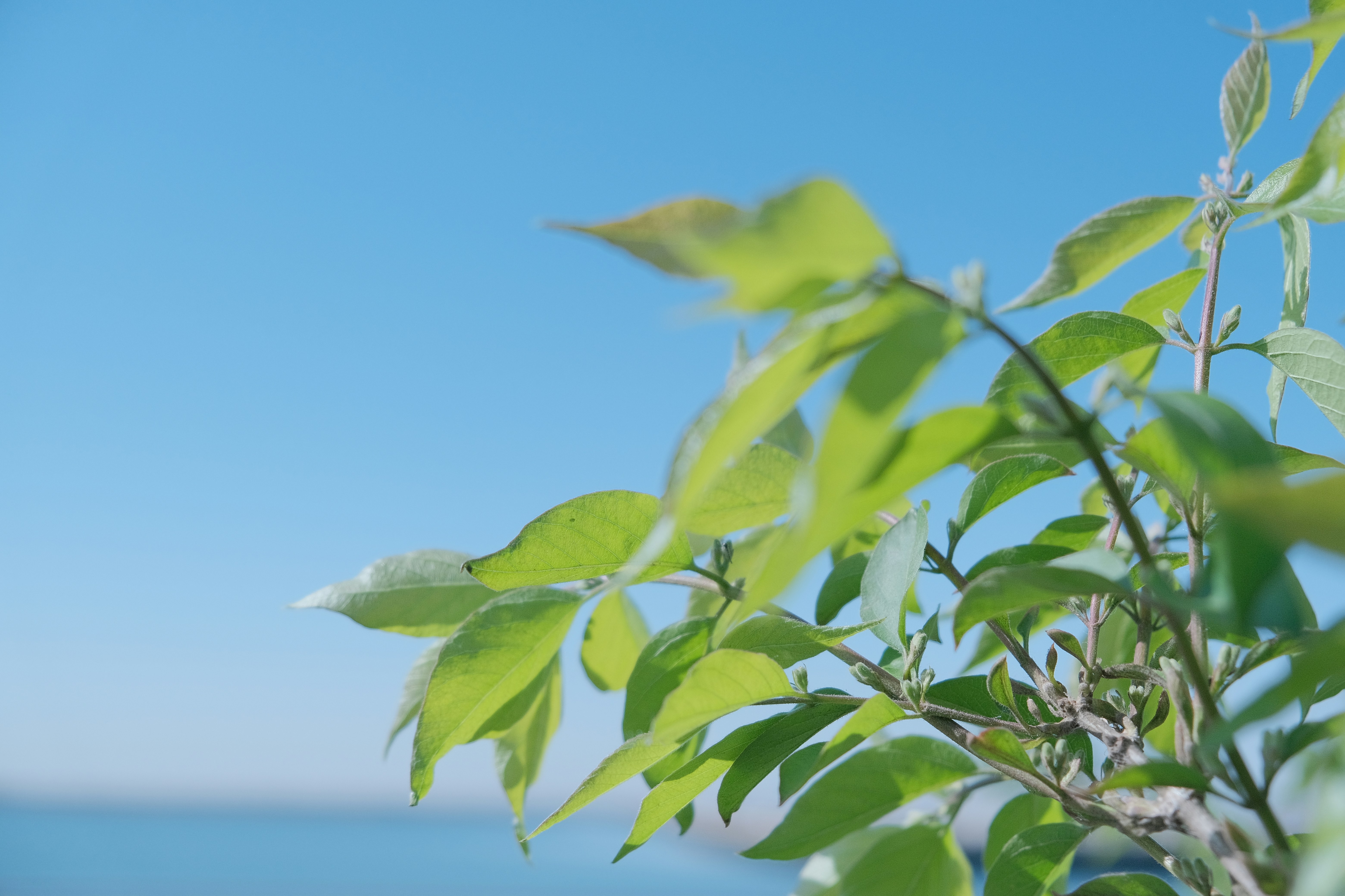 Photo by gaojonathan