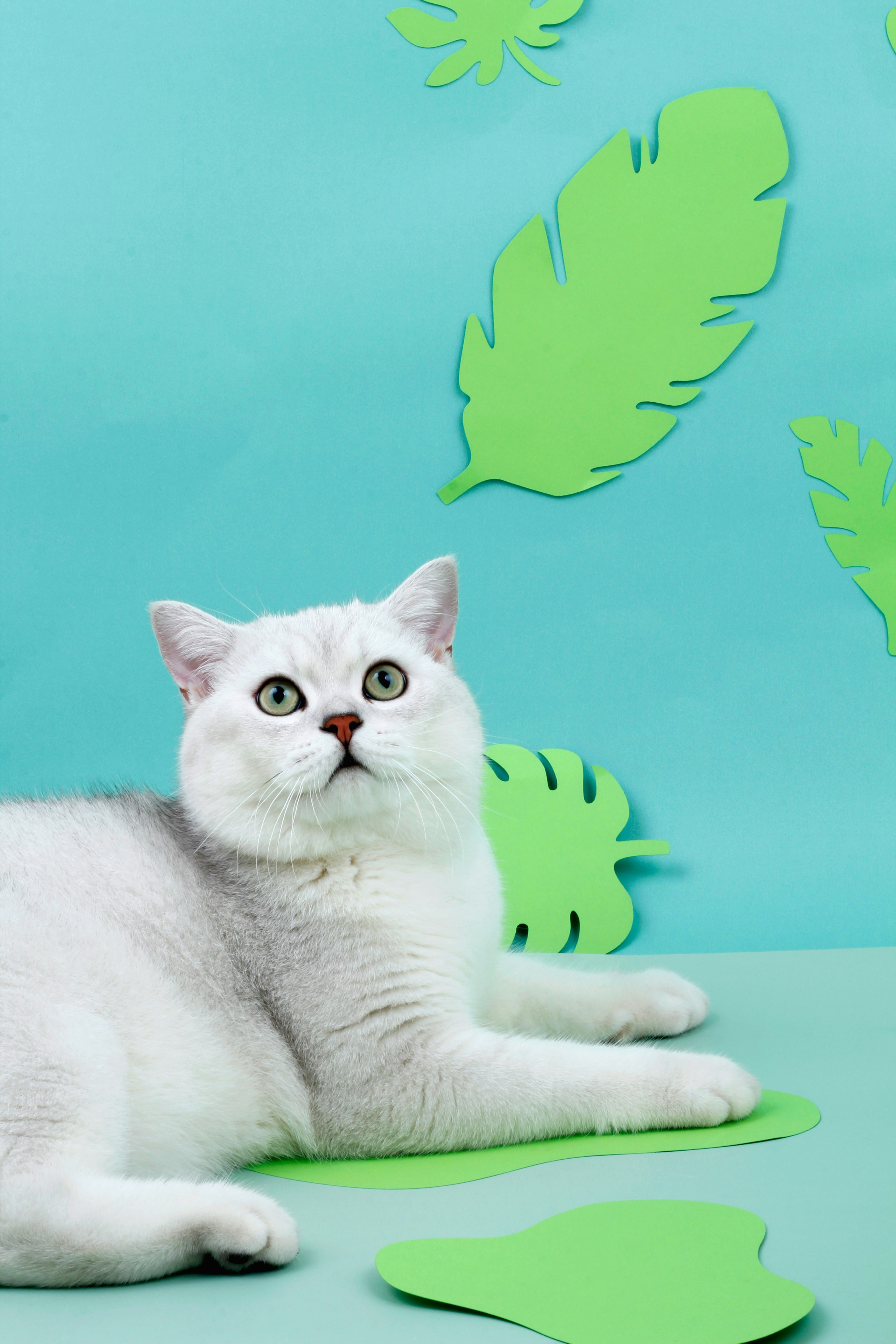 The Eyes That Say Everything (image credits: unsplash)