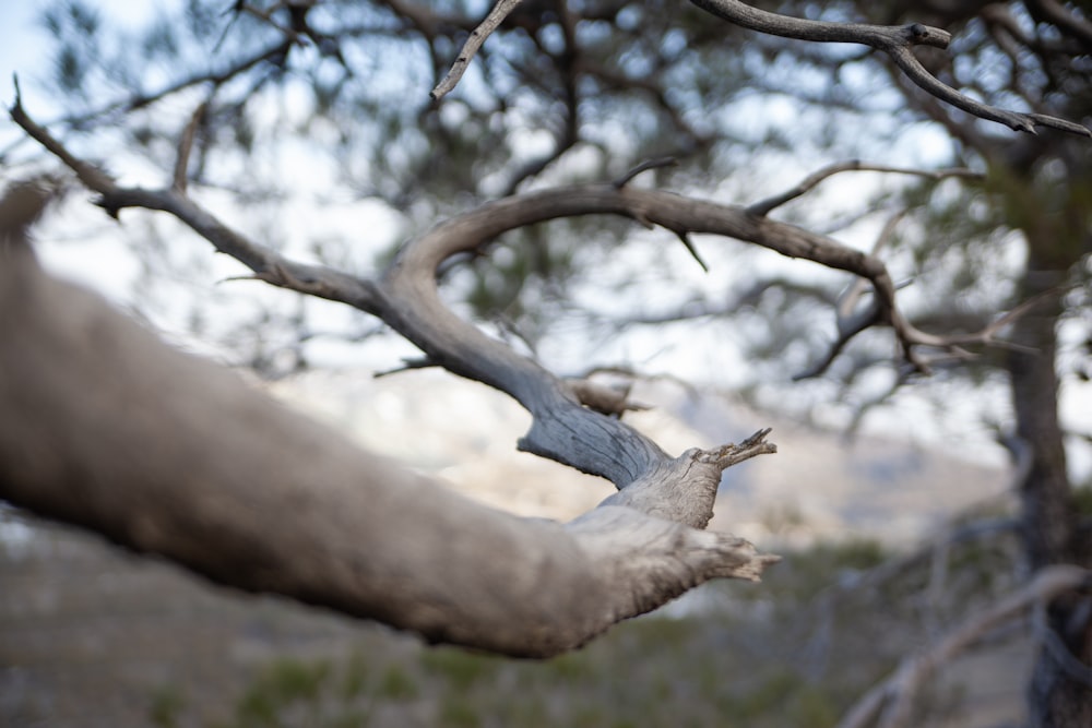 a branch of a tree with no leaves