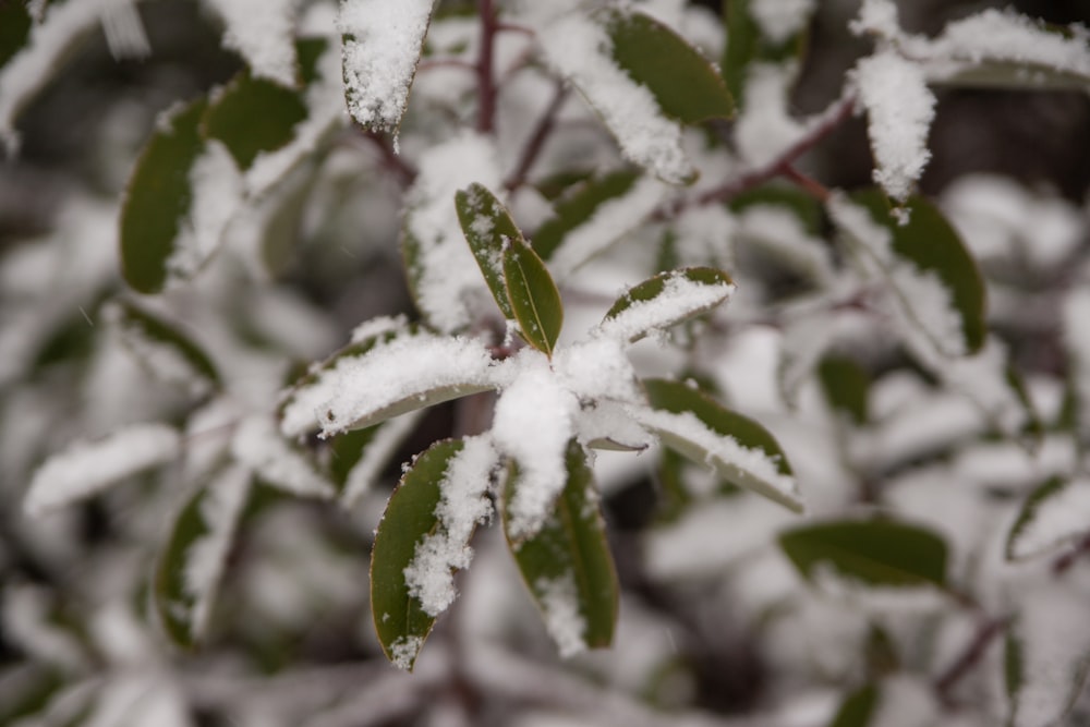 a bush covered in snow with green leaves