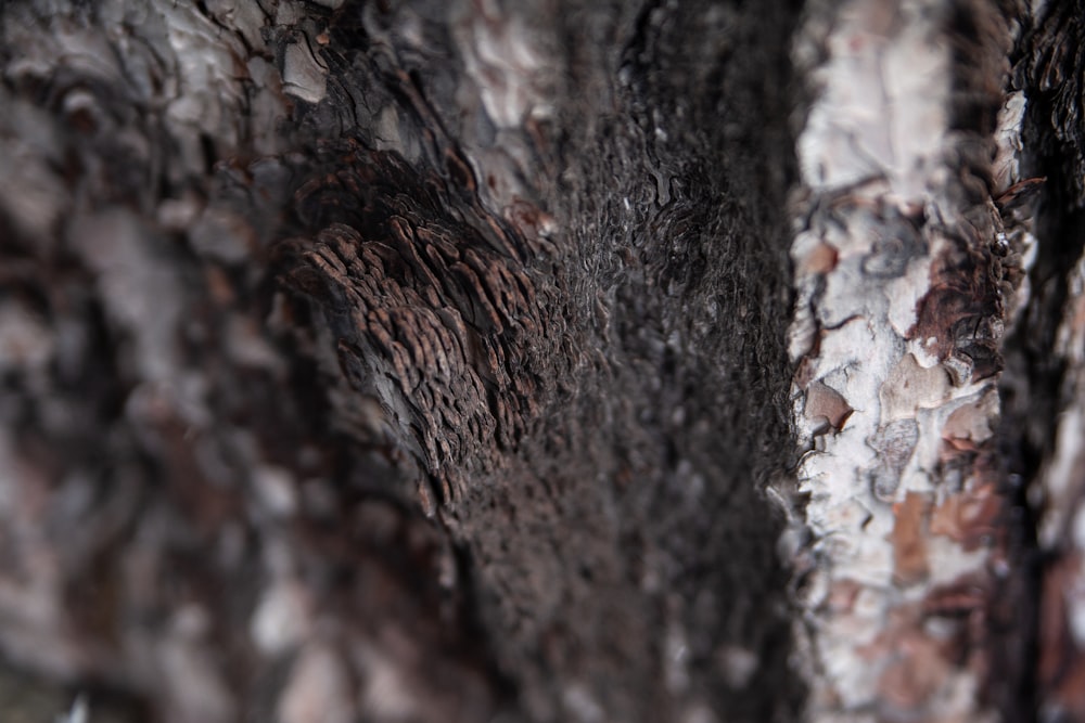 a close up of the bark of a tree